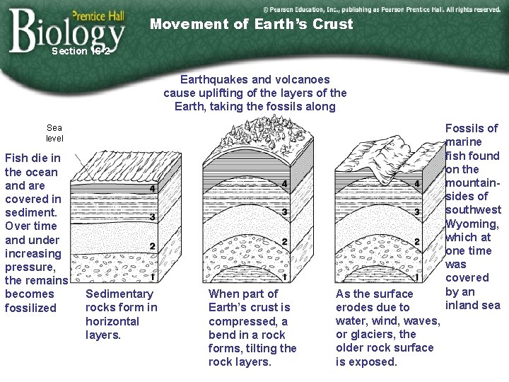 Movement of Earth’s Crust Section 16 -2 Earthquakes and volcanoes cause uplifting of the