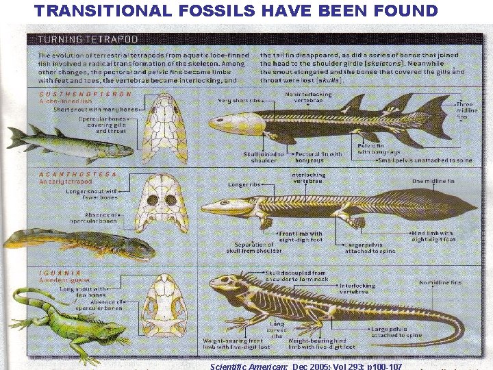 TRANSITIONAL FOSSILS HAVE BEEN FOUND Scientific American; Dec 2005; Vol 293; p 100 -107