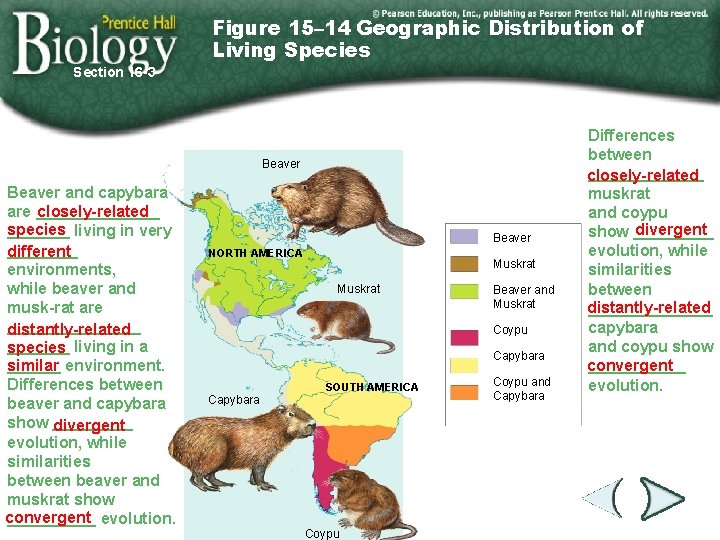 Figure 15– 14 Geographic Distribution of Living Species Section 16 -3 Beaver and capybara