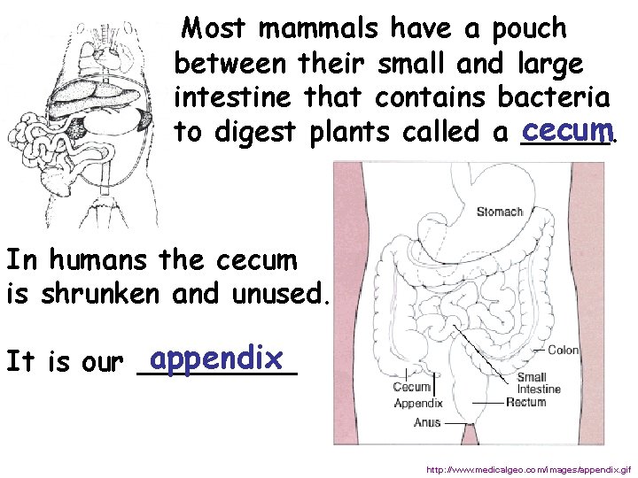  Most mammals have a pouch between their small and large intestine that contains