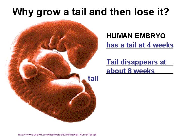Why grow a tail and then lose it? HUMAN EMBRYO _________ has a tail