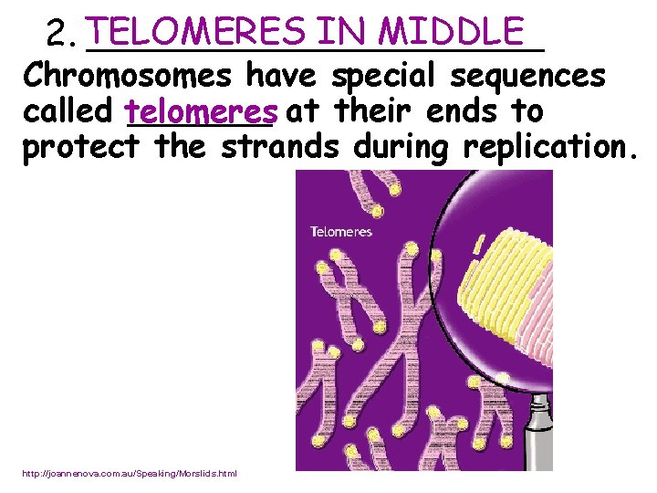 IN MIDDLE 2. TELOMERES __________ Chromosomes have special sequences called telomeres _______ at their
