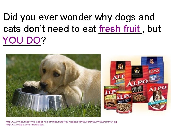 Did you ever wonder why dogs and fresh fruit cats don’t need to eat
