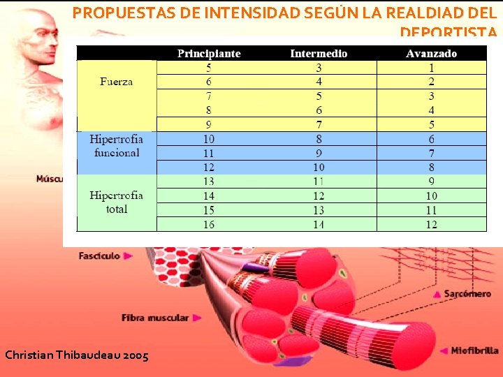 PROPUESTAS DE INTENSIDAD SEGÚN LA REALDIAD DEL DEPORTISTA Christian Thibaudeau 2005 PROPUESTAS DE INTENSIDAD SEGÚN LA REALDIAD DEL DEPORTISTA Christian Thibaudeau 2005