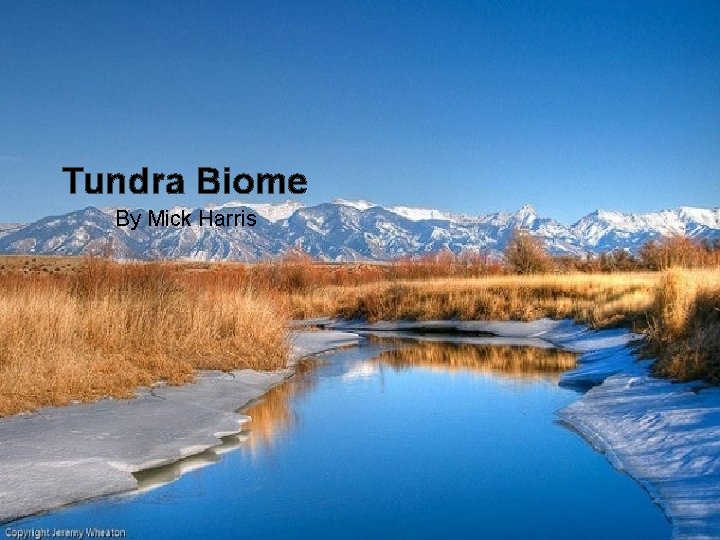 Tundra Biome By Mick Harris 