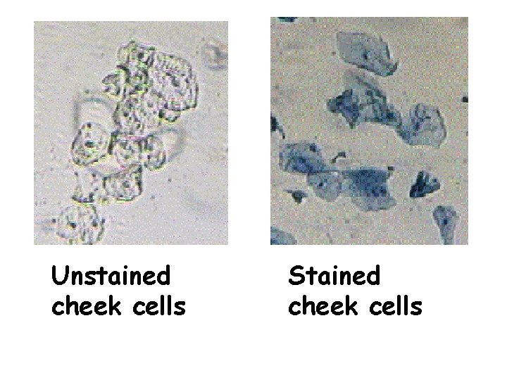 Unstained cheek cells Stained cheek cells 