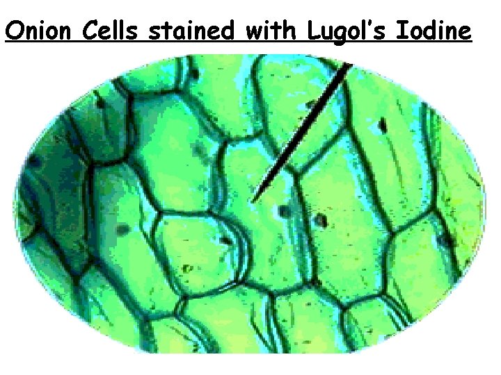 Onion Cells stained with Lugol’s Iodine 