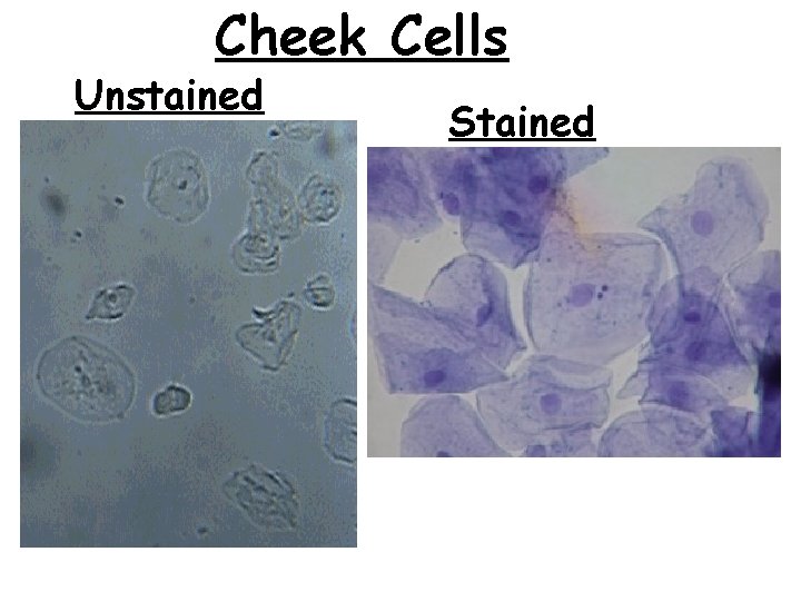 Cheek Cells Unstained Stained 