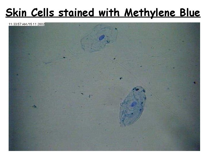 Skin Cells stained with Methylene Blue 