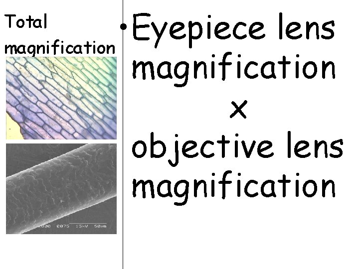 Total magnification • Eyepiece lens magnification x objective lens magnification 