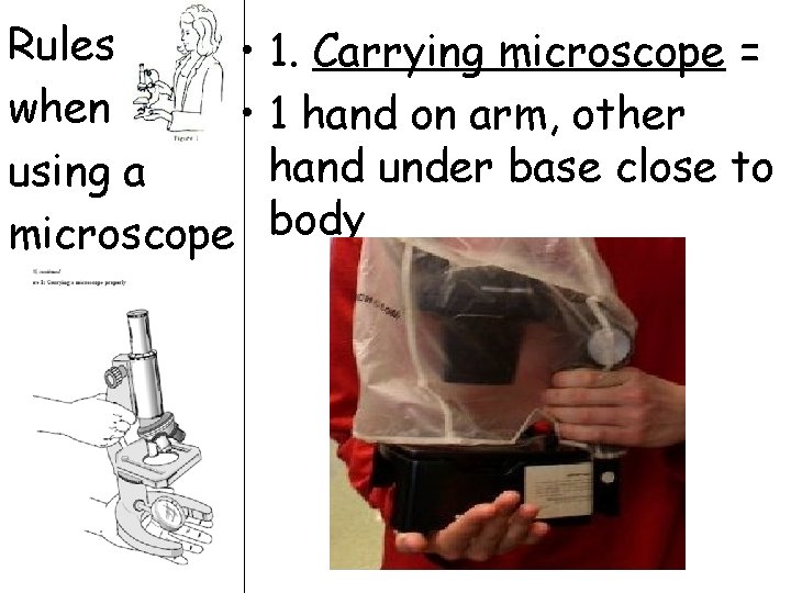 Rules • 1. Carrying microscope = when • 1 hand on arm, other hand