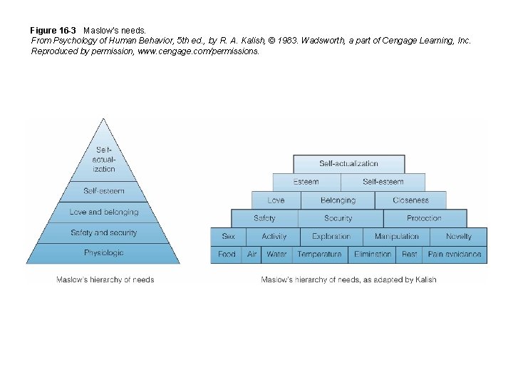 Figure 16 -3 Maslow’s needs. From Psychology of Human Behavior, 5 th ed. ,