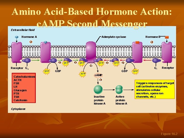 Amino Acid-Based Hormone Action: c. AMP Second Messenger Extracellular fluid Hormone A Adenylate cyclase