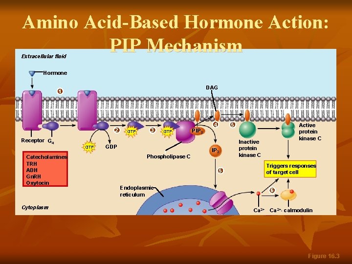 Amino Acid-Based Hormone Action: PIP Mechanism Extracellular fluid Hormone DAG 1 2 Receptor Gq