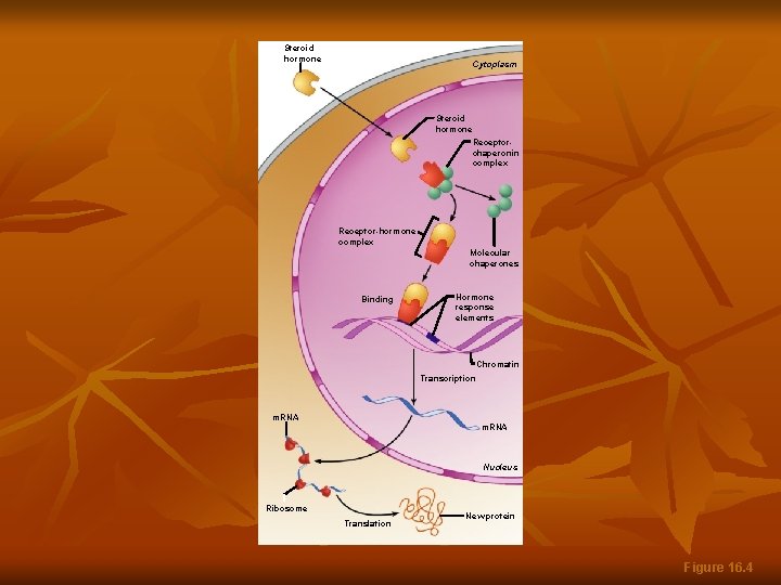 Steroid hormone Cytoplasm Steroid hormone Receptorchaperonin complex Receptor-hormone complex Molecular chaperones Binding Hormone response
