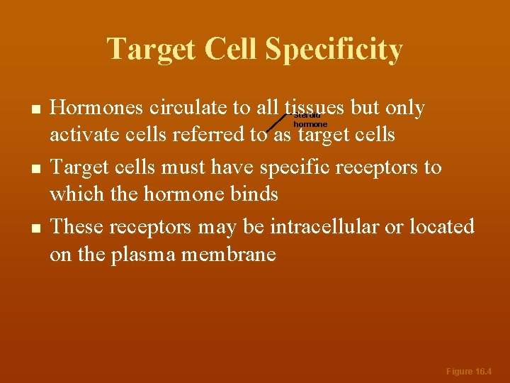 Target Cell Specificity n n n Hormones circulate to all tissues but only activate