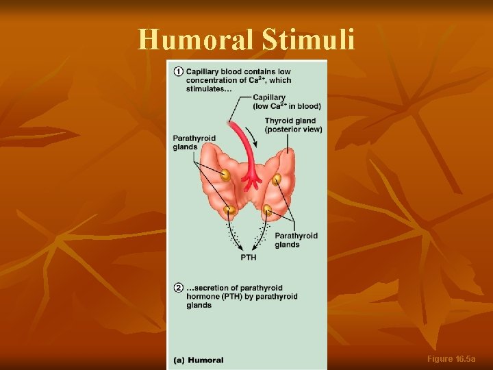 Humoral Stimuli Figure 16. 5 a 