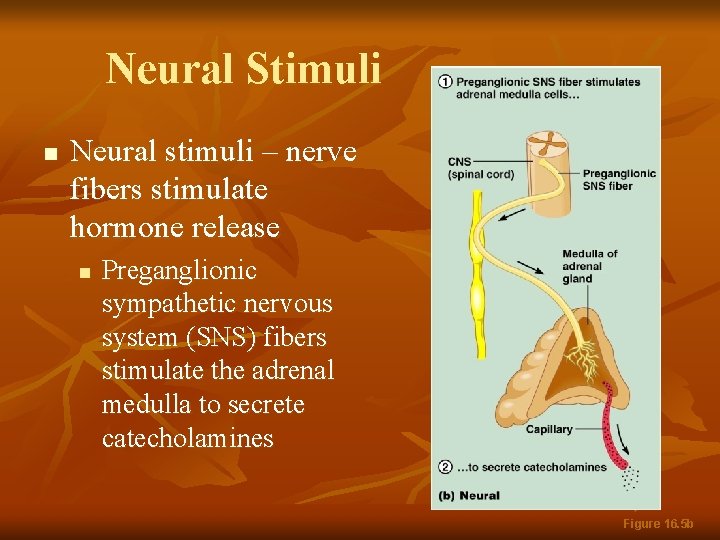 Neural Stimuli n Neural stimuli – nerve fibers stimulate hormone release n Preganglionic sympathetic
