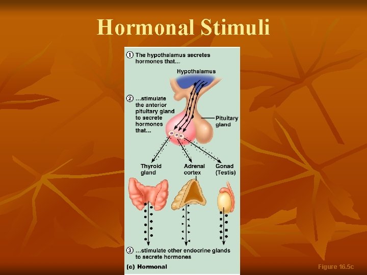 Hormonal Stimuli Figure 16. 5 c 