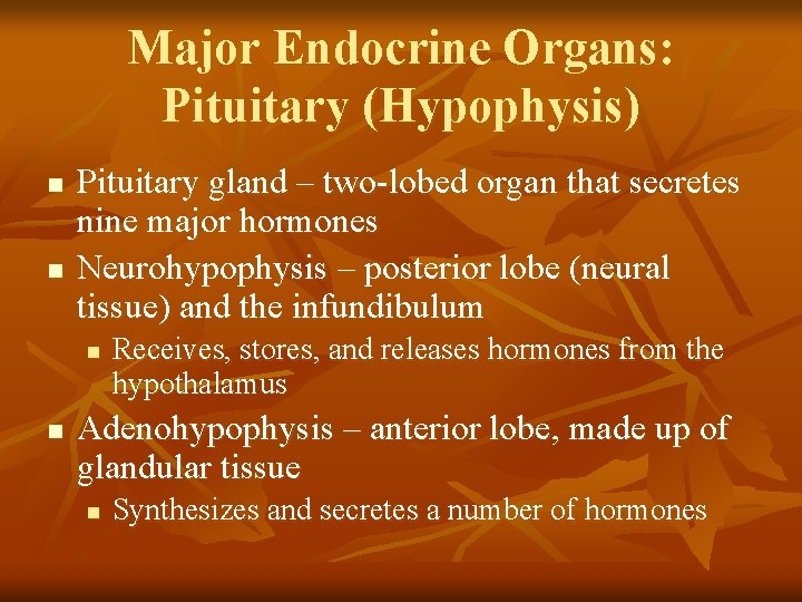 Major Endocrine Organs: Pituitary (Hypophysis) n n Pituitary gland – two-lobed organ that secretes