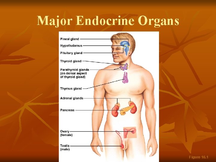 Major Endocrine Organs Figure 16. 1 