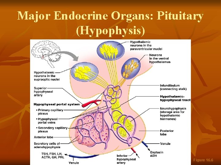 Major Endocrine Organs: Pituitary (Hypophysis) Figure 16. 6 