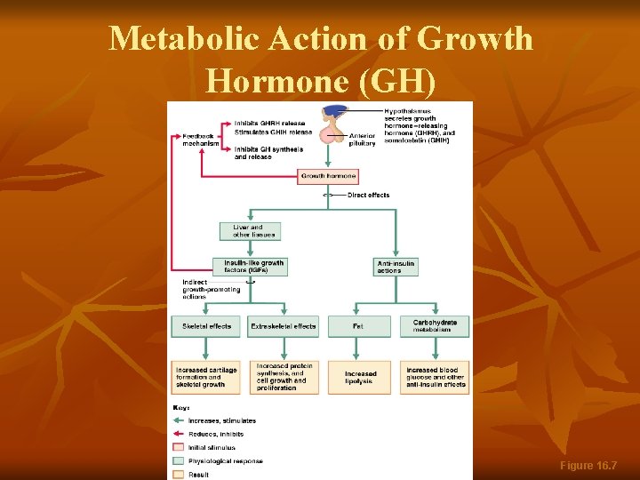 Metabolic Action of Growth Hormone (GH) Figure 16. 7 