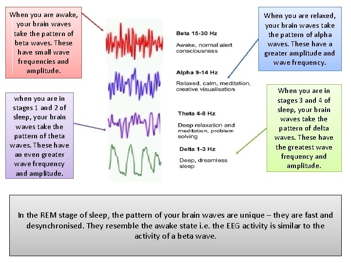 When you are awake, your brain waves take the pattern of beta waves. These