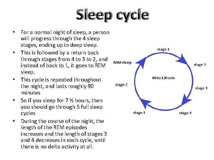 Sleep cycle • For a normal night of sleep, a person will progress through