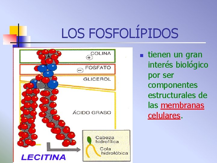 LOS FOSFOLÍPIDOS n tienen un gran interés biológico por ser componentes estructurales de las