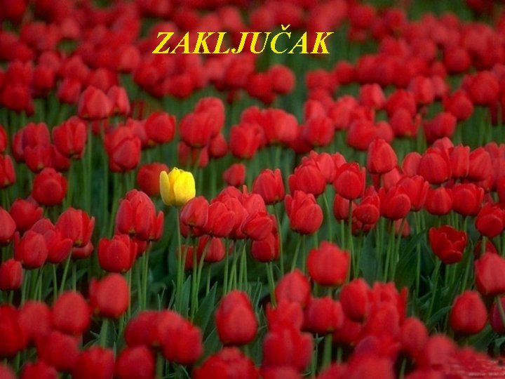 ZAKLJUČAK 