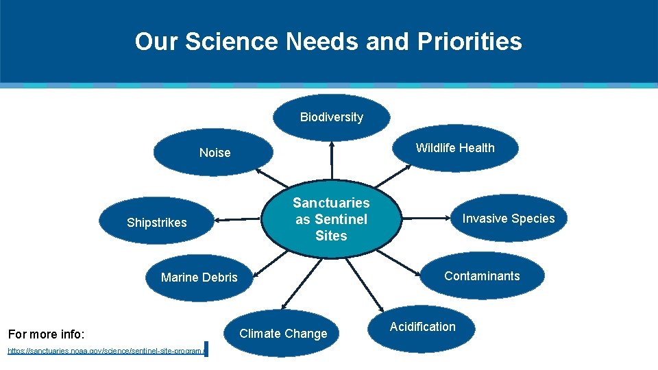 Our Science Needs and Priorities Biodiversity Wildlife Health Noise Shipstrikes Sanctuaries as Sentinel Sites