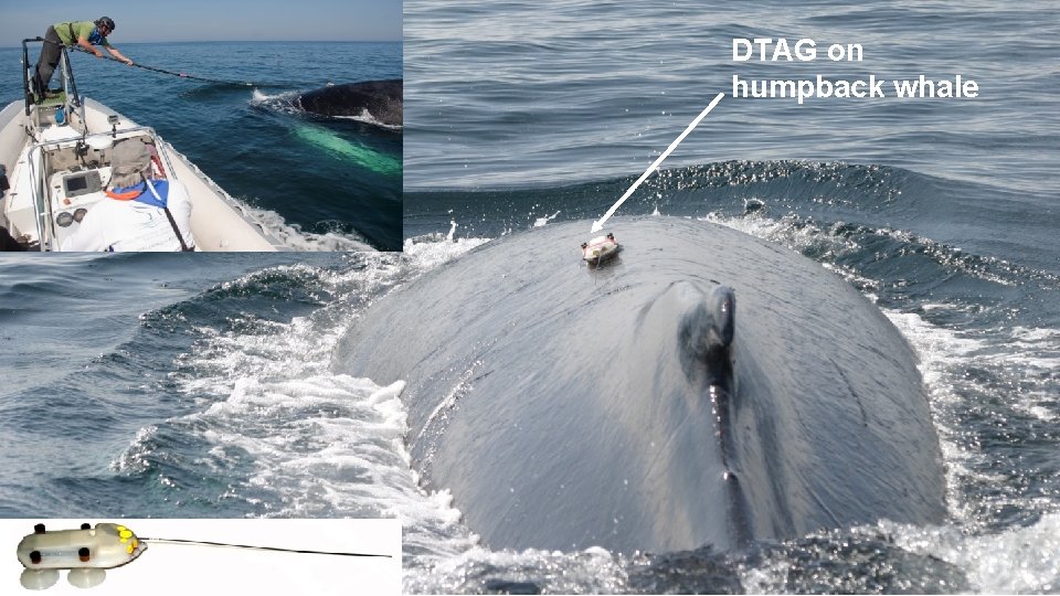 DTAG on humpback whale 