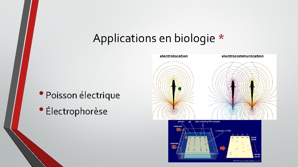 Applications en biologie * • Poisson électrique • Électrophorèse 