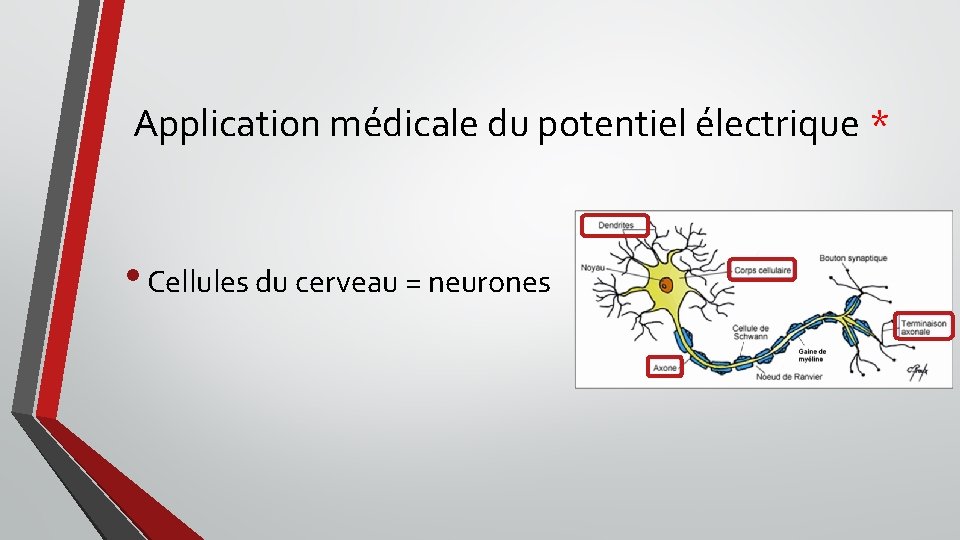 Application médicale du potentiel électrique * • Cellules du cerveau = neurones 
