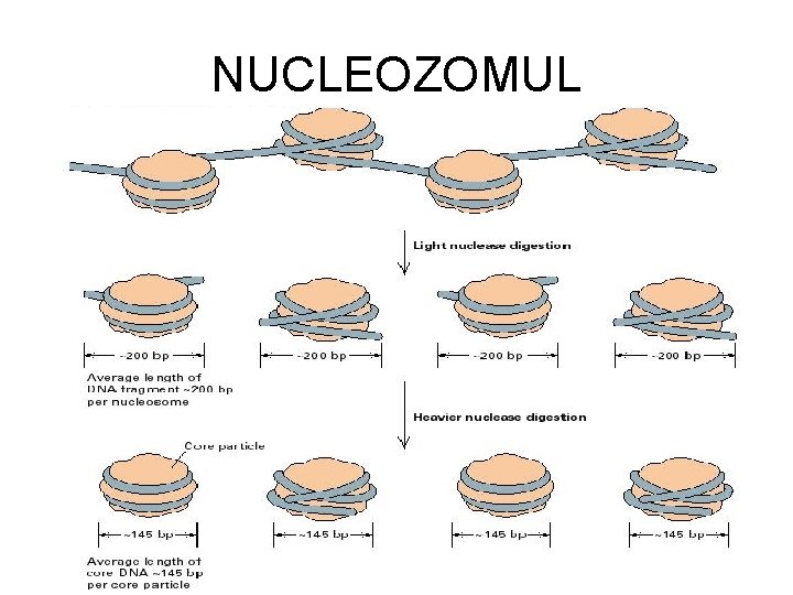 NUCLEOZOMUL 