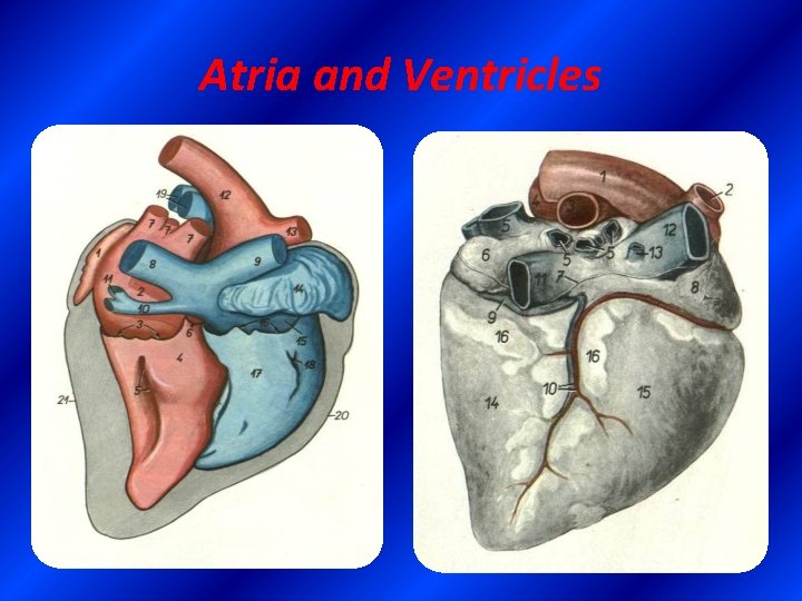 Atria and Ventricles 