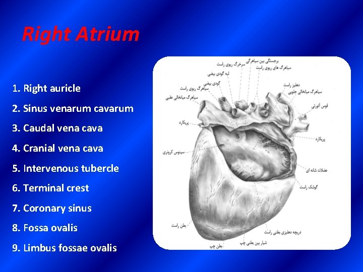 Right Atrium 1. Right auricle 2. Sinus venarum cavarum 3. Caudal vena cava 4.