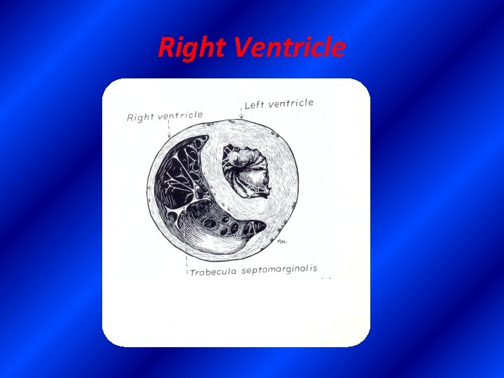 Right Ventricle 