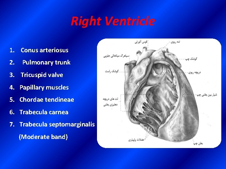 Right Ventricle 1. Conus arteriosus 2. Pulmonary trunk 3. Tricuspid valve 4. Papillary muscles