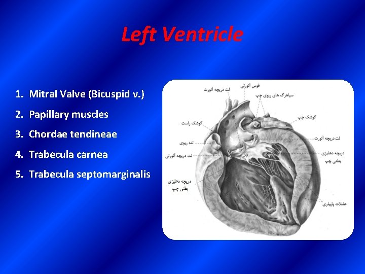Left Ventricle 1. Mitral Valve (Bicuspid v. ) 2. Papillary muscles 3. Chordae tendineae