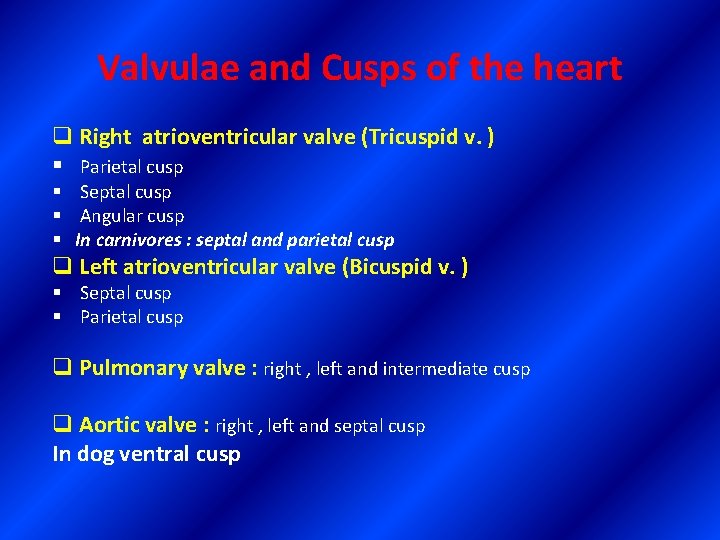 Valvulae and Cusps of the heart q Right atrioventricular valve (Tricuspid v. ) §