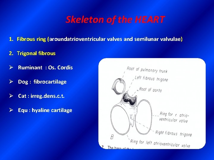 Skeleton of the HEART 1. Fibrous ring (aroundatrioventricular valves and semilunar valvulae) 2. Trigonal