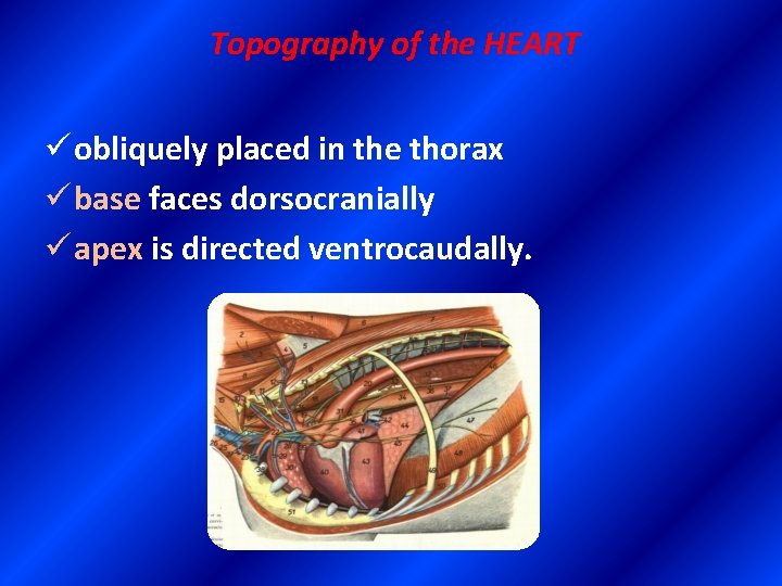 Topography of the HEART ü obliquely placed in the thorax ü base faces dorsocranially