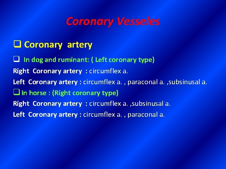 Coronary Vesseles q Coronary artery q In dog and ruminant: ( Left coronary type)