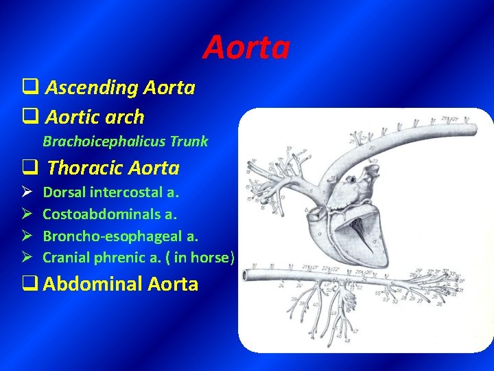 Aorta q Ascending Aorta q Aortic arch Brachoicephalicus Trunk q Thoracic Aorta Ø Ø