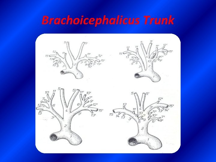 Brachoicephalicus Trunk 