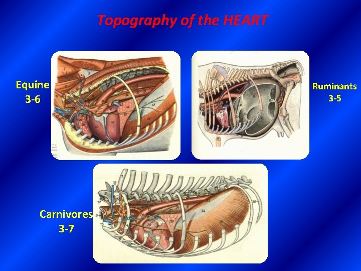 Topography of the HEART Equine 3 -6 Carnivores 3 -7 Ruminants 3 -5 