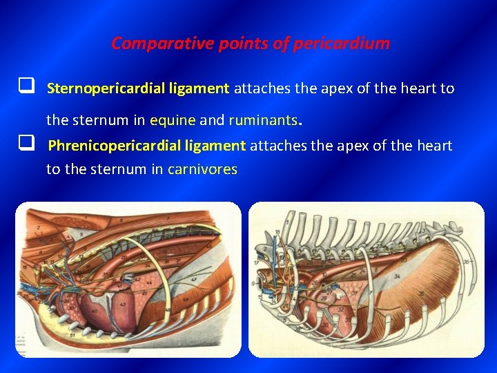 Comparative points of pericardium q q Sternopericardial ligament attaches the apex of the heart