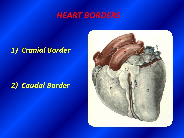 HEART BORDERS 1) Cranial Border 2) Caudal Border 